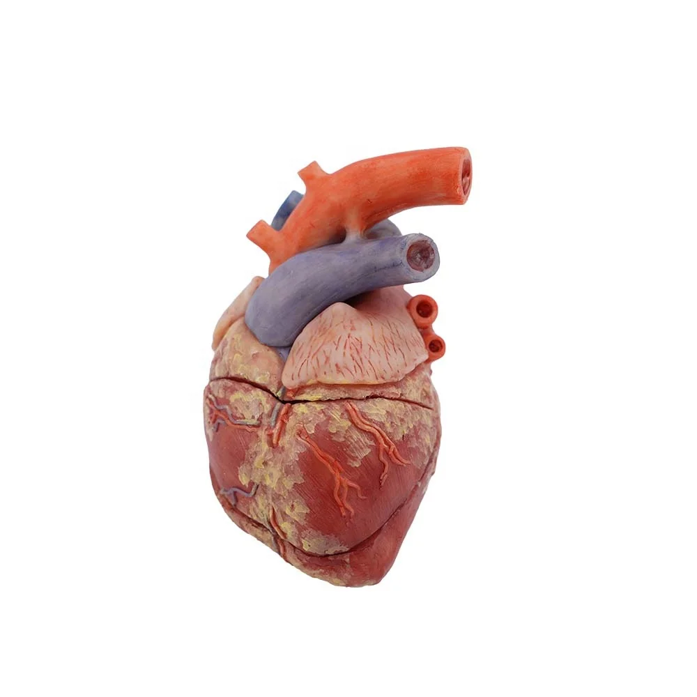 Manufactory Direct Heart Anatomical Model High Simulation Anatomy Models