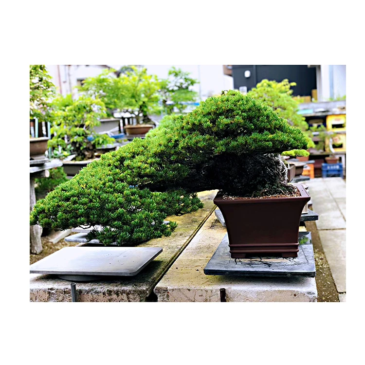 
Реальный большой садовый комнатный японский Бонсай легко расти с разными видами 