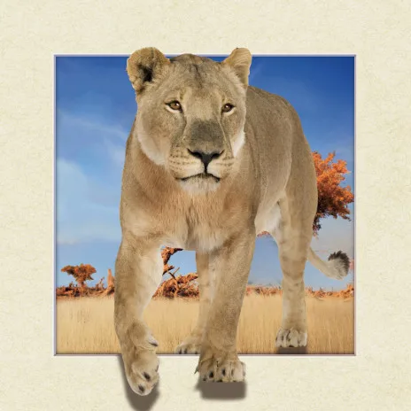 New design 3d stereo pictures of 3d lion picture