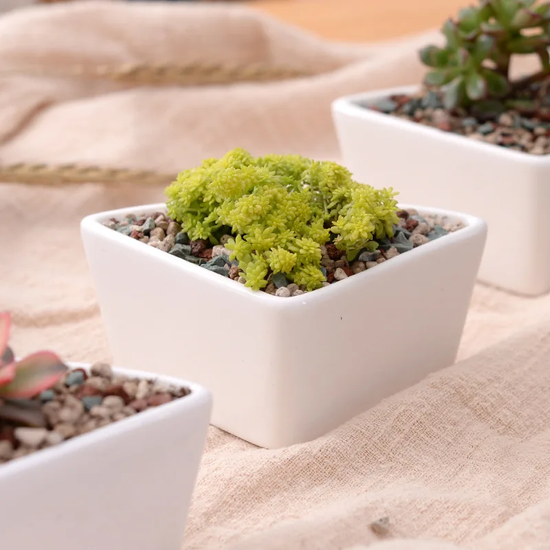 Competitive Price Triangle shape Succulent Planter Pot White Modern Decorative Desktop plant pot