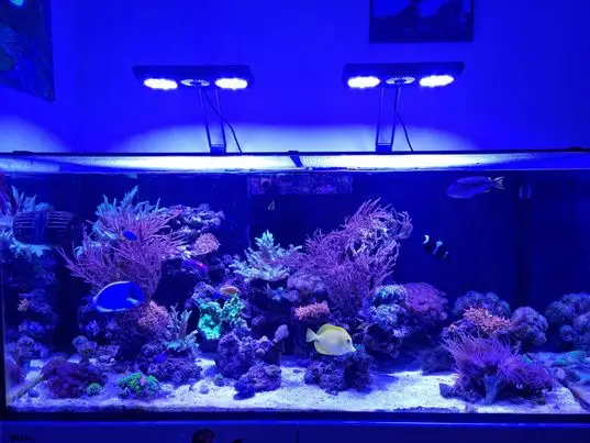 Fashion-Designed Thor X 120W APP Control Reef Corals  Aquarium Lighting with Adjustable Bracket for Standard Marine Aquarium