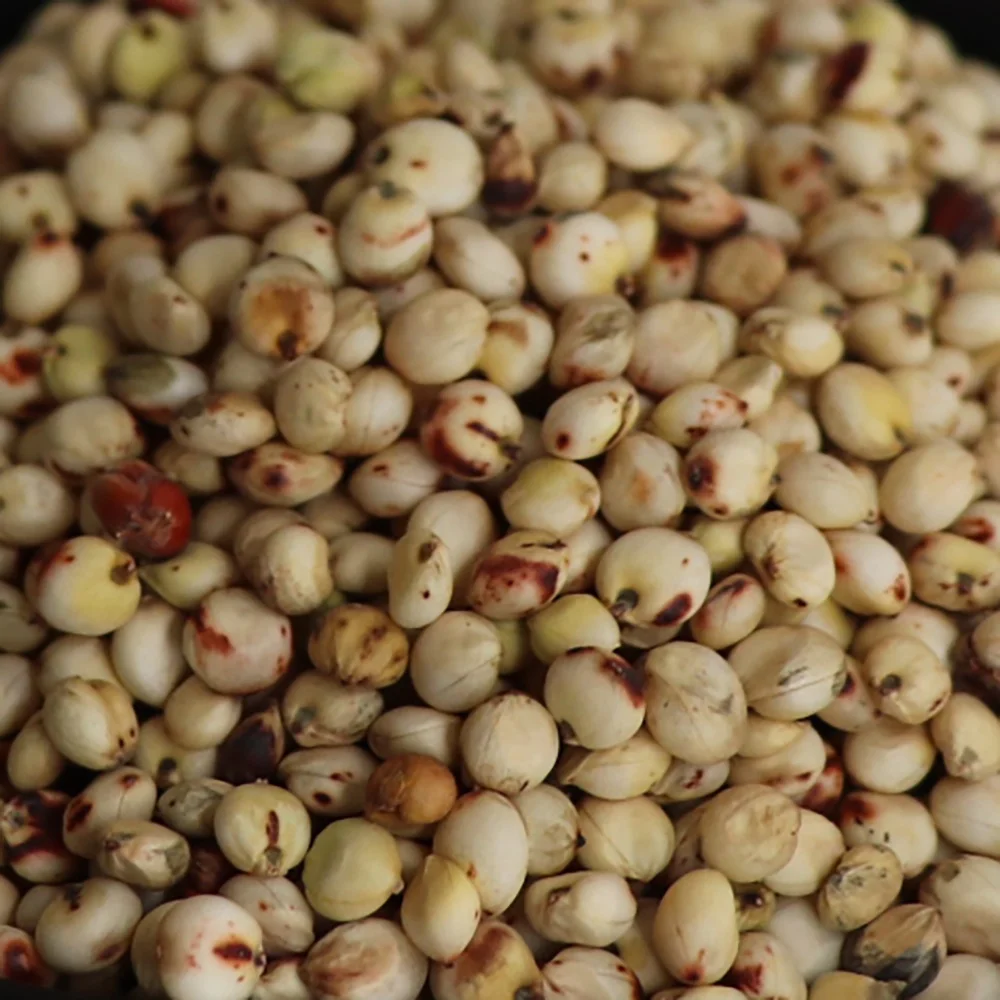 Hulled And Unhulled Sorghum Seeds White Milo Kaoliang Sorghum Grains