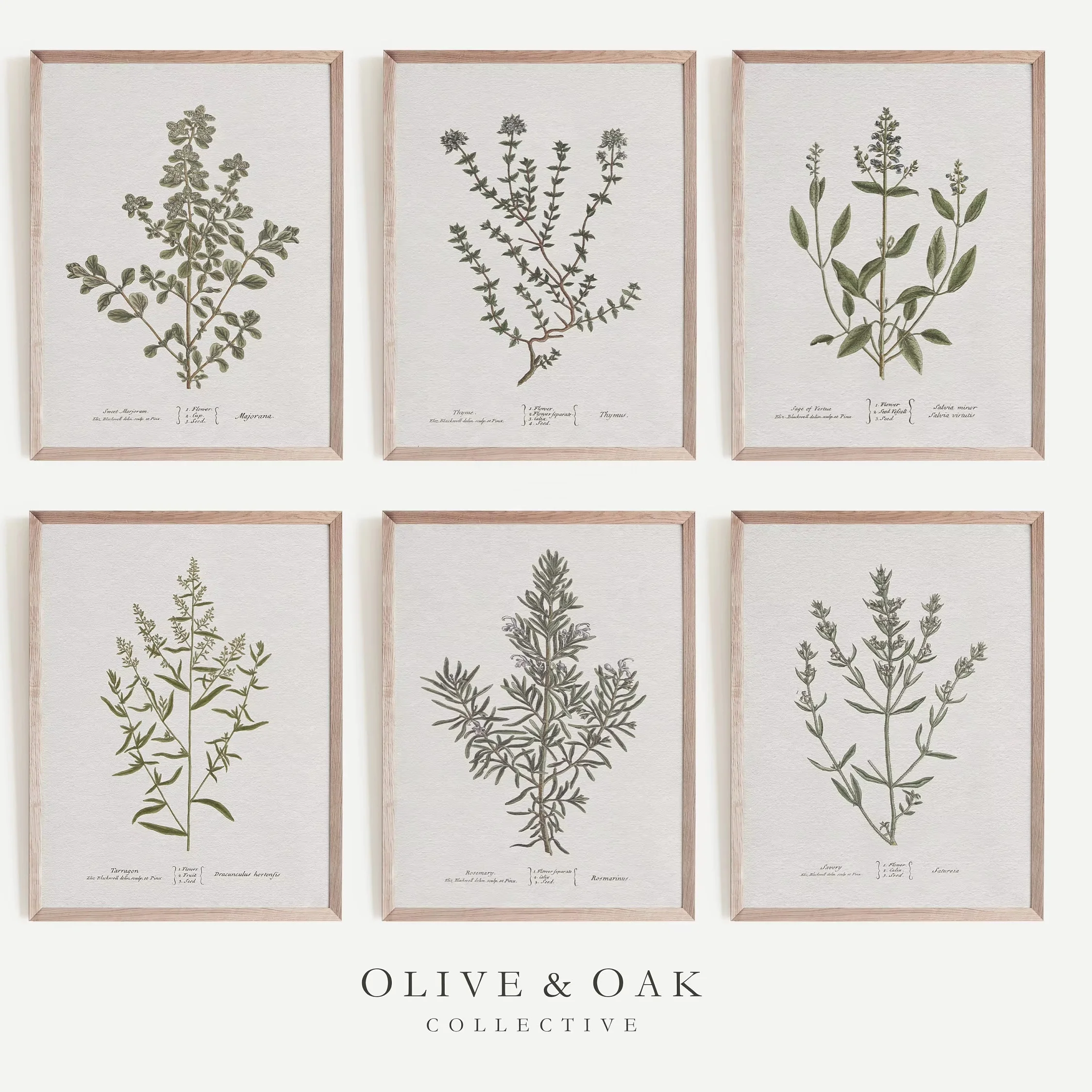 JIEKAI Bauhaus ps frame painting Vintage frame plant print  Neutral Abstract Wall Art ,Wall Decor