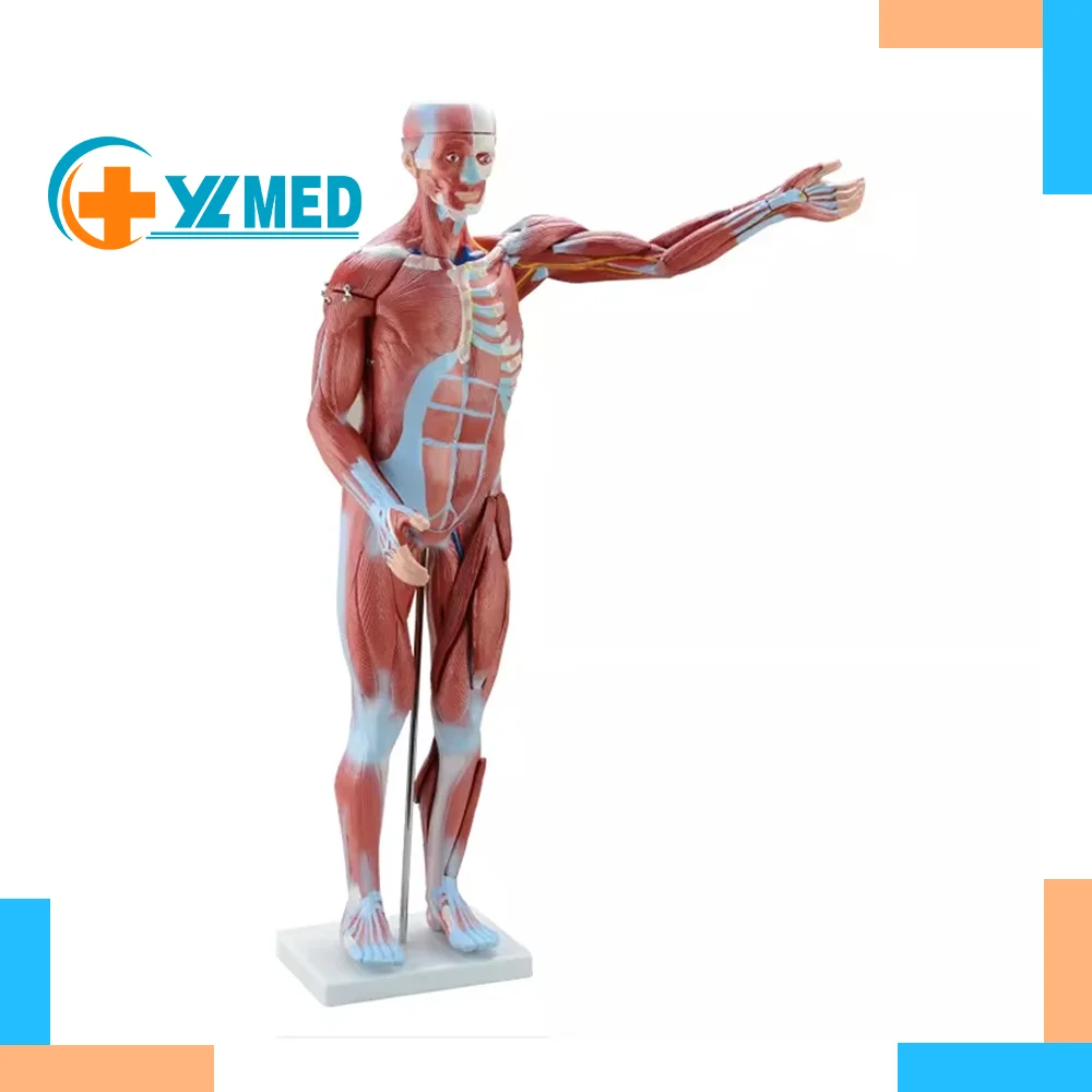 Модель мужской анатомической мышцы 80 см медицинская демонстрационная модель для обучения мышцам (27 частей) школы