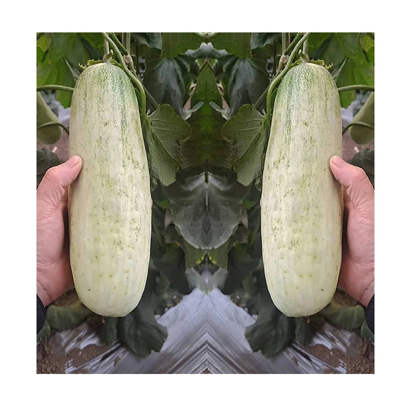 
Mixed melon seeds high yields good taste high disease from China 