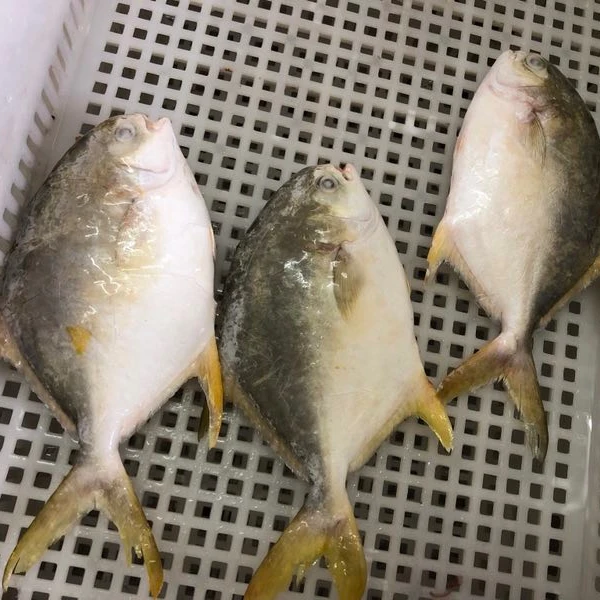 Hot sale frozen pompano golden pomfret best quality