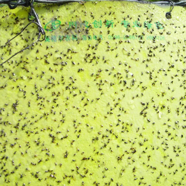 Phyllotreta striolata lure to control vegetable beetle