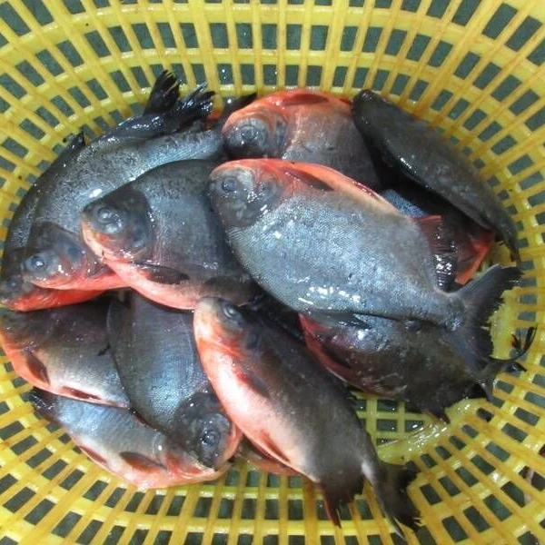 African frozen food red pomfret fish