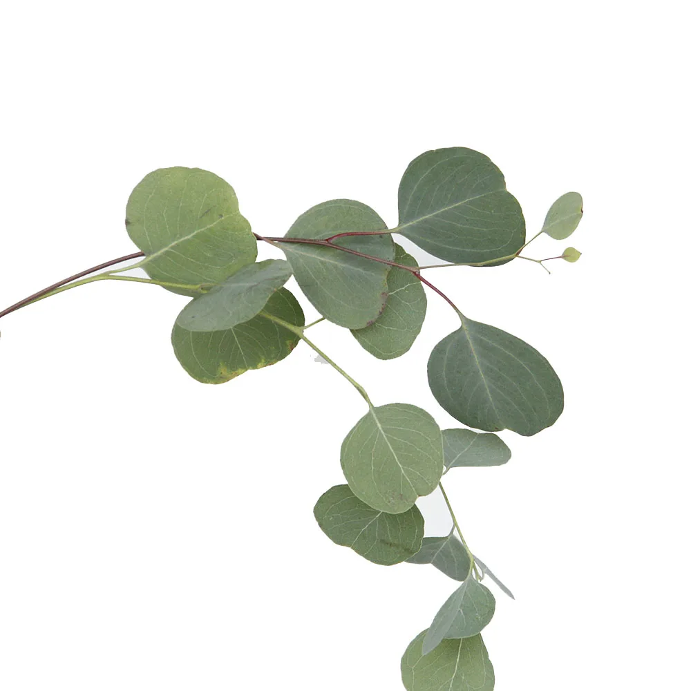 Base Delivery  Preserved Flower Fresh Cut FLowers Eucalyptus Garland Preserved Willow Eucalyptus Leaves  For Home And Wedding