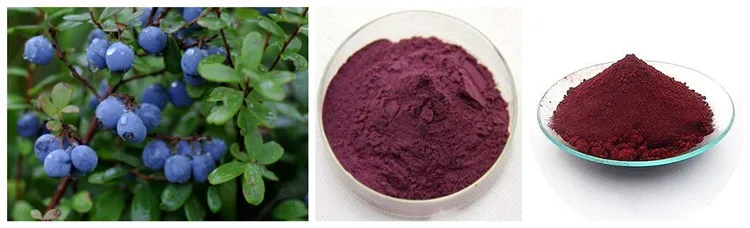 EU standards anthocyanin extract Blueberry Extract in bulk price
