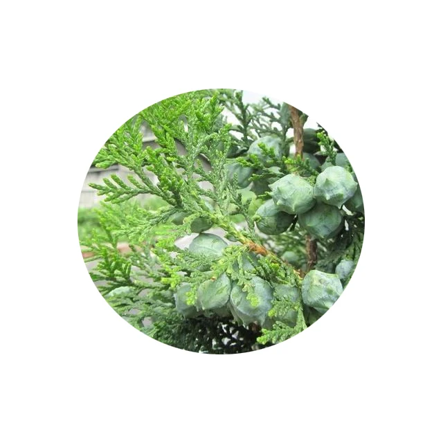 Enhancing Hair Growth Thuja Leaf Extract / Thuja Orientalis Powder