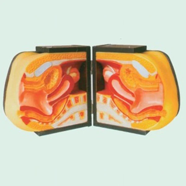 BIX-F5L Family Planning Advanced Female  Vagina Contraceptive Device  Medical Science Training Model