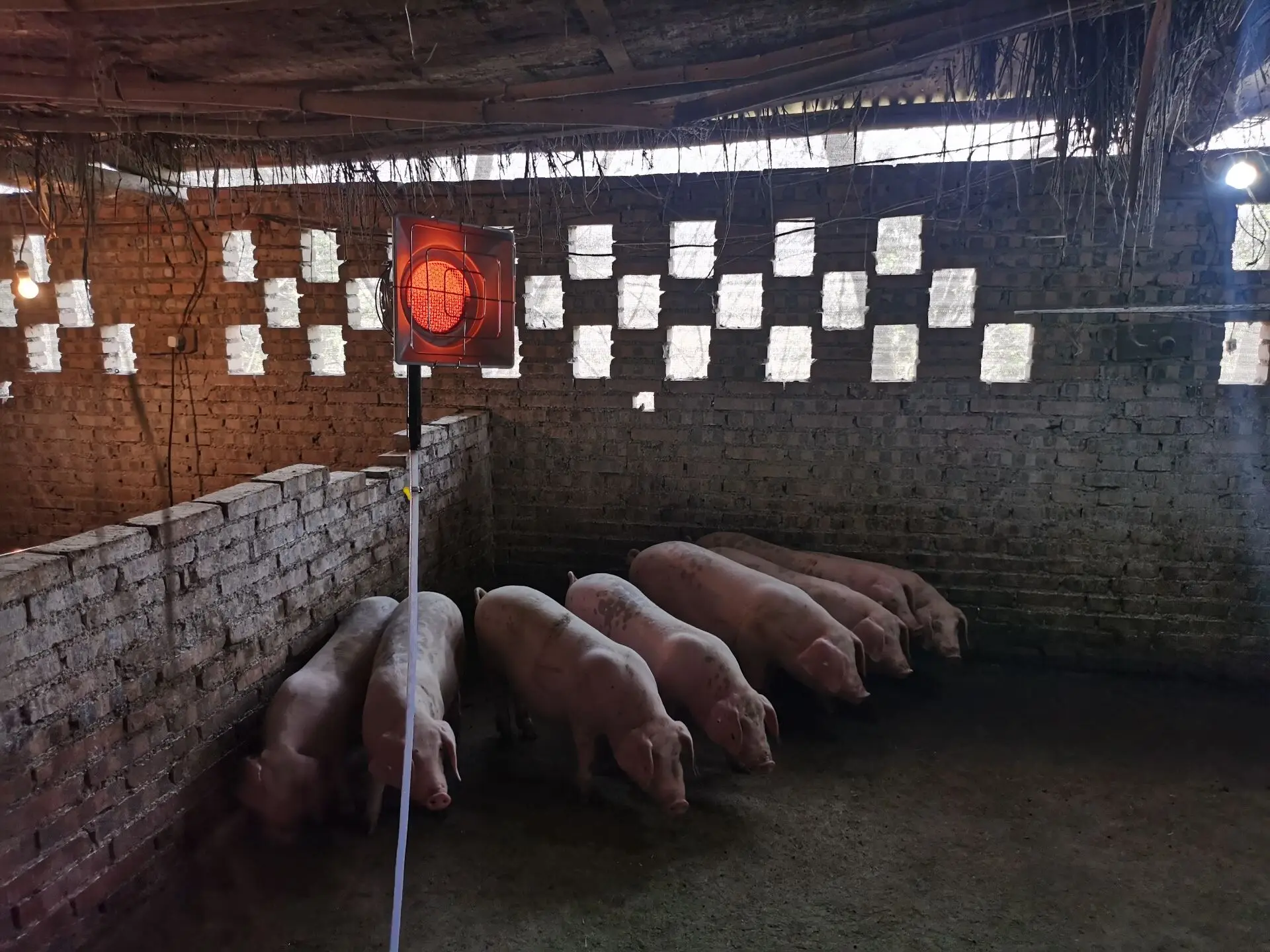 Energy Saving Factory Direct Stand Infrared Gas Brooder Heater For Chick Livestock