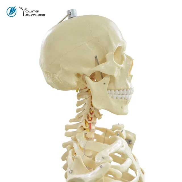170cm Life Size Medical With Ligament Human Anatomy Skeleton 3D Model