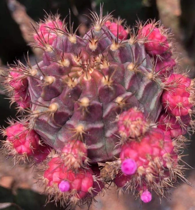 
Wholesale indoor live bead grafting plants cacti 