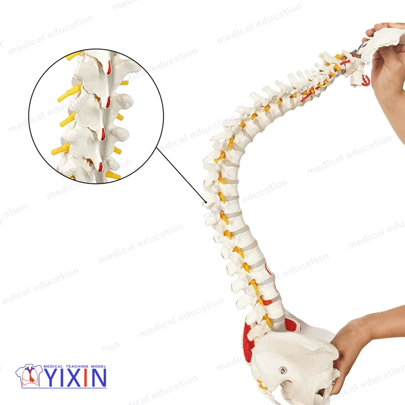 
85 cm Deluxe Plastic Painted Human Spine Model with Pelvis Detachable for Medical Students and Patients Teaching 