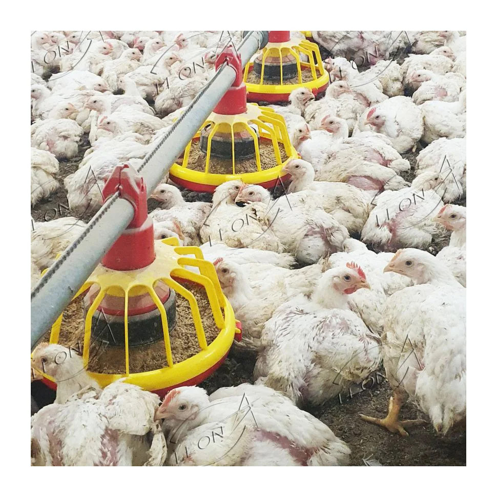 High quality chicken coop for 30 chickens for sale online