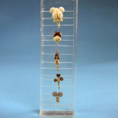 Hot Sale Biology Teaching Resin Educational Specimen Brains Of 5 Vertebrates Set