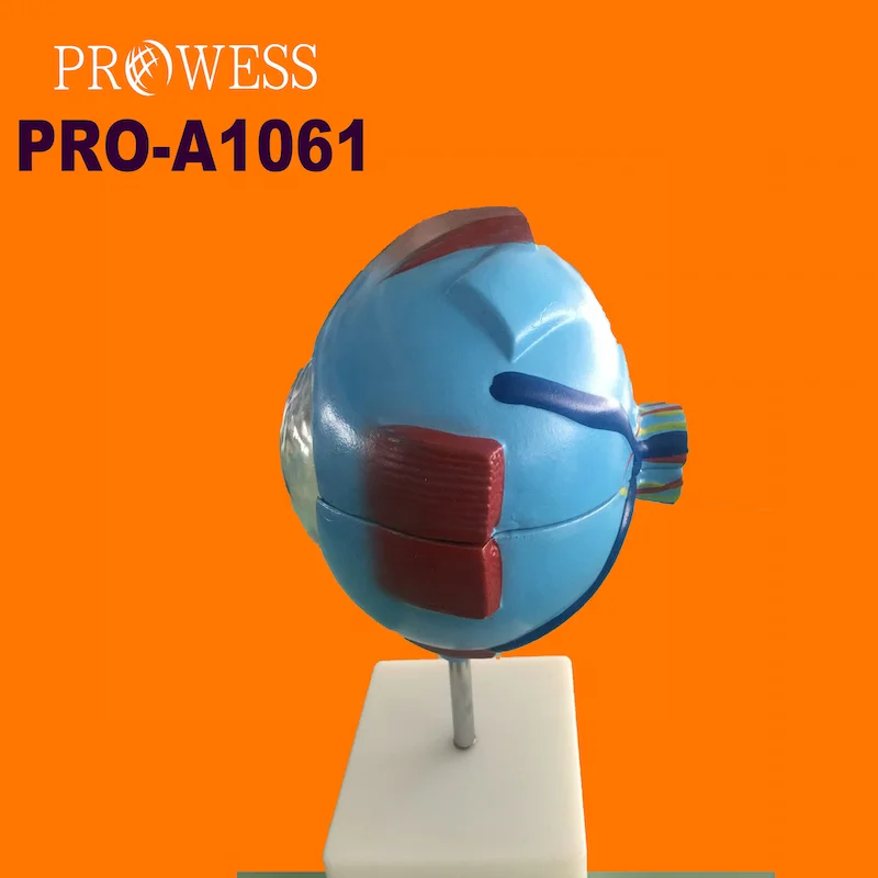PRO-A1061 Medical Science Human Anatomy Simulation Eyeball Magnification Teaching Model