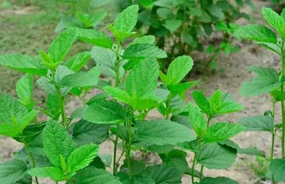 100% Pure Natural Herbal Extract Bakuchiol Powder