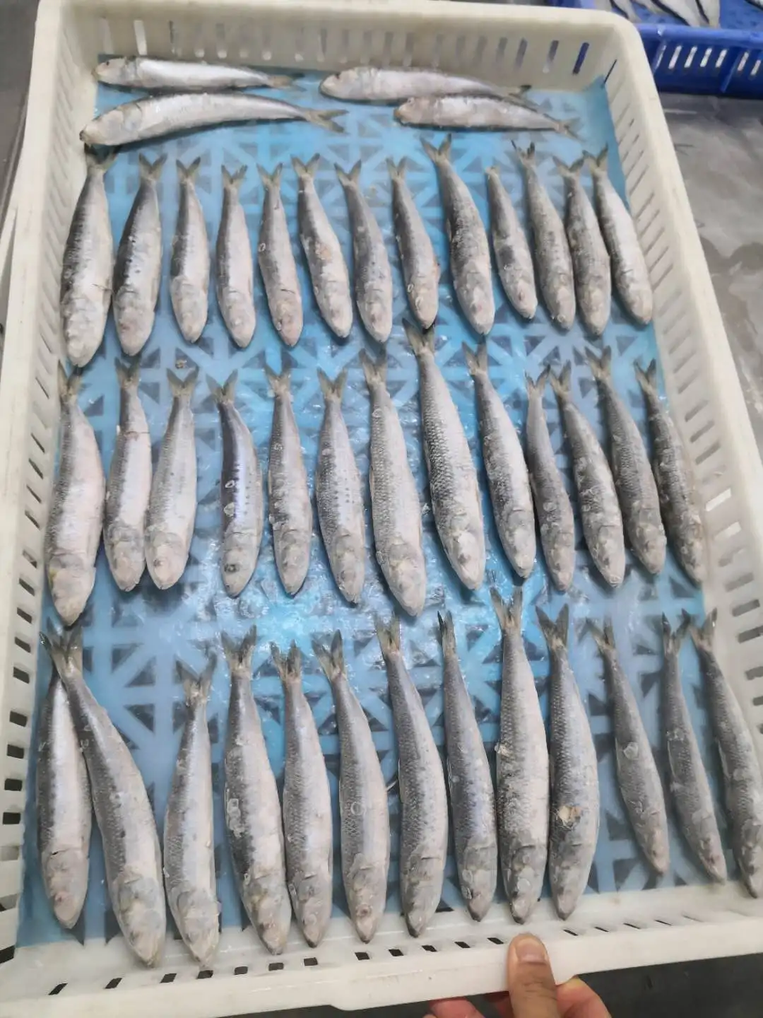 OEM small packing IQF frozen sardine fish