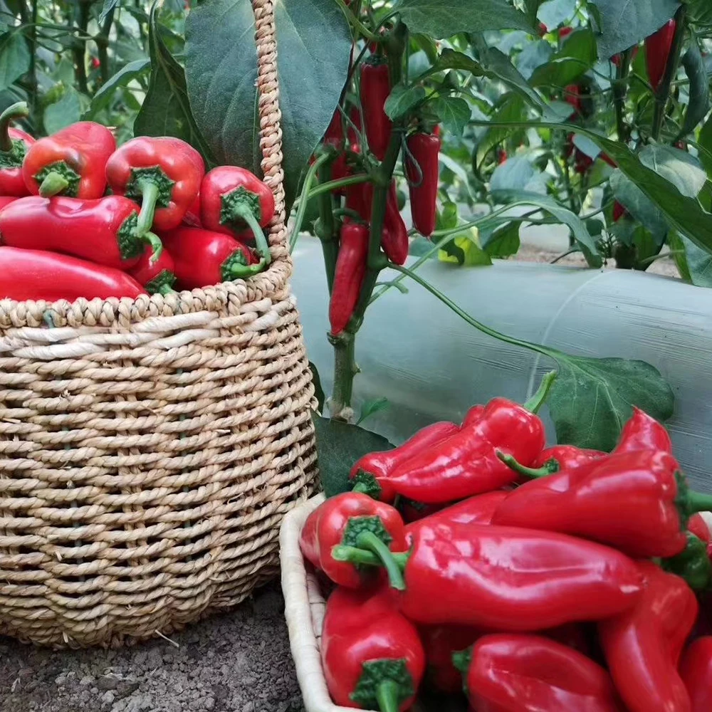 Био-органическое удобрение для разбивания почвы, органические полезные бактерии, богатые органические вещества, сельскохозяйственная ферма