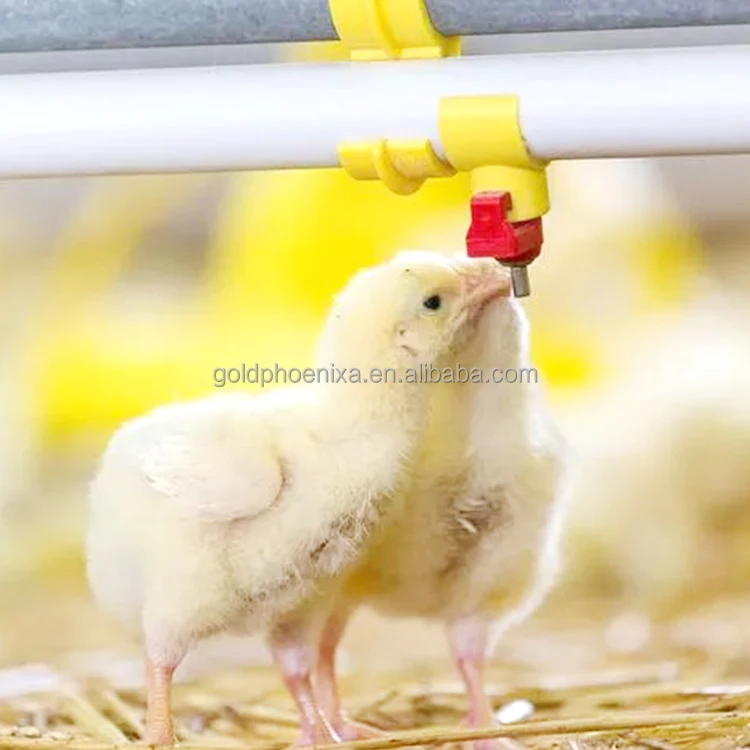 yyc Automatic Poultry Drinking System Broiler Chicken Water Feeder Nipple Drinker chicken poultry