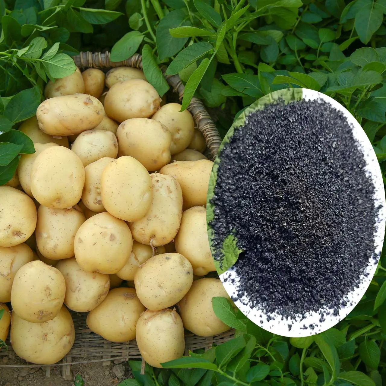 Factory sell high quality mineral source Nitrogen Organic  Fertilizer  for agriculture