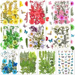 Real Dried Flowers Leaves and Butterfly Stickers Set Multiple Pressed Dry Flowers Colorful Natural Daisies Flowers