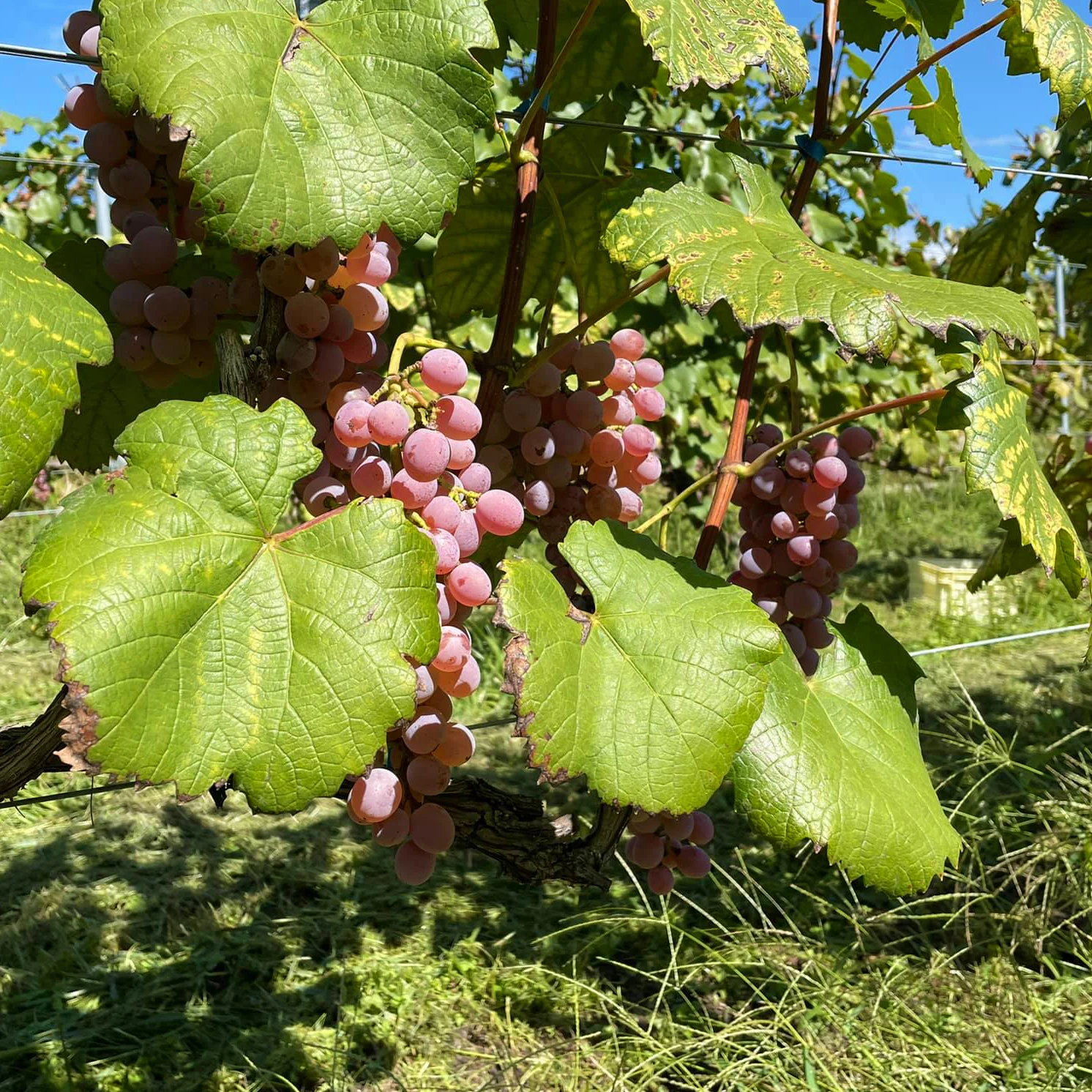 Diamond blended sparkling label price sweet white wine for wholesale