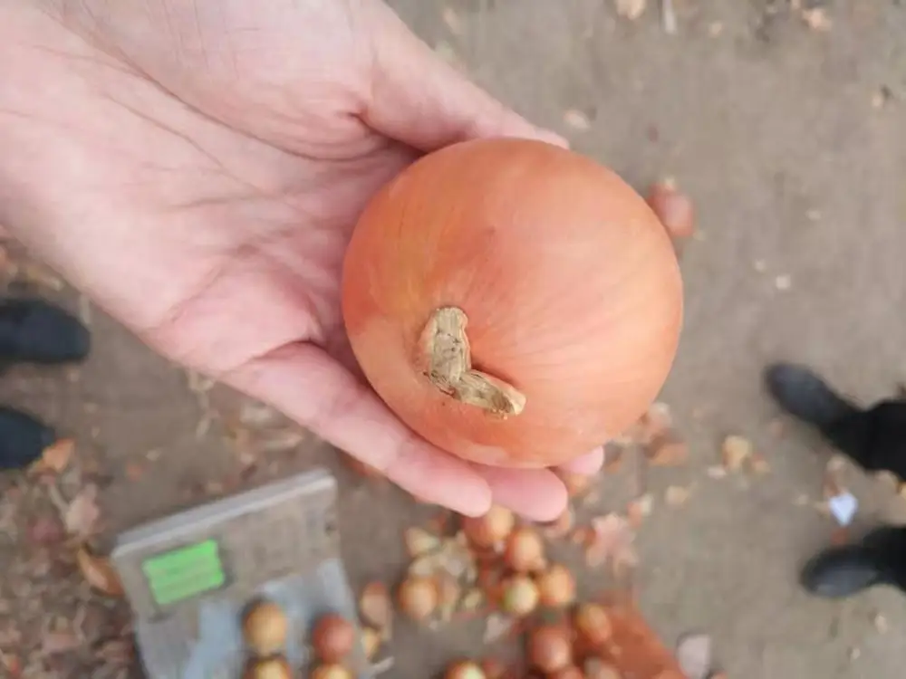 Желтый свежий лук по самой низкой цене