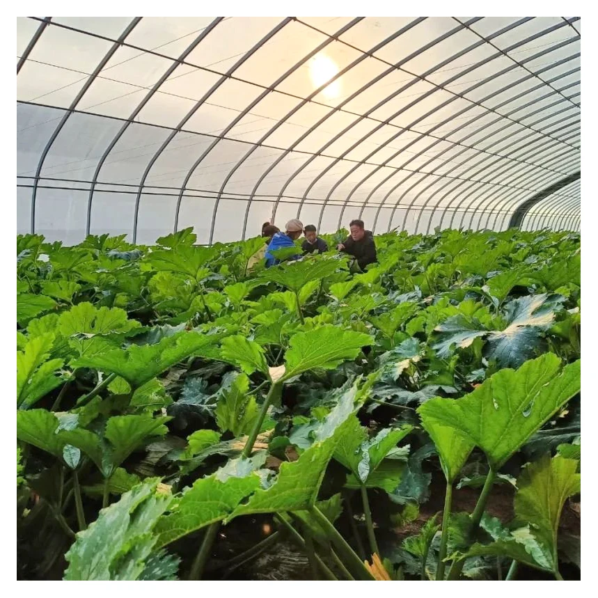 High tunnel agriculture tropical greenhouse tomatoes greenhouse metal frame for vegetables structure film greenhouse for plant