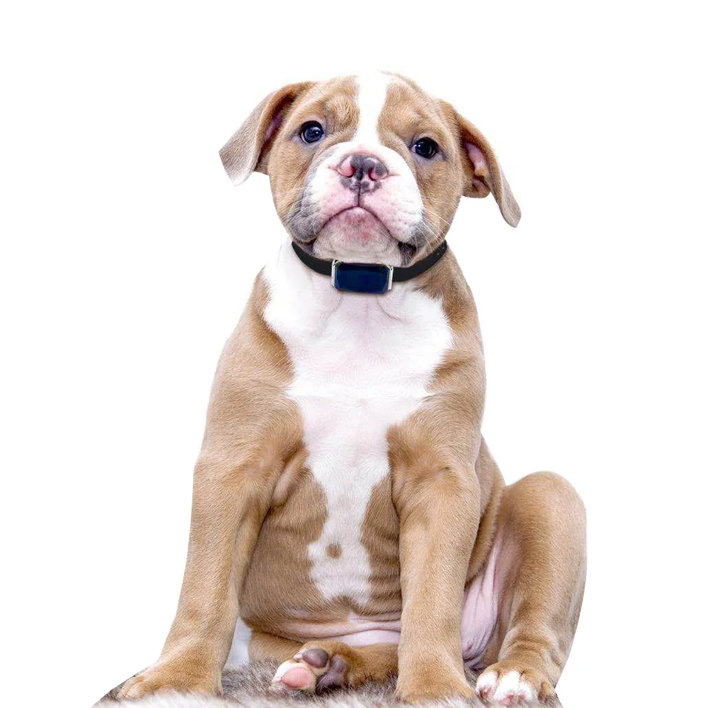China Big Factory Good Price Locator Smallest Gps Pet Tracker