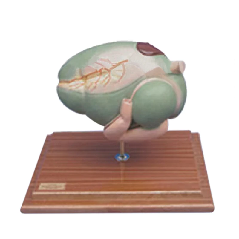 Cow stomach  Anatomy Medical Anatomical  detachable cattle animal educational model