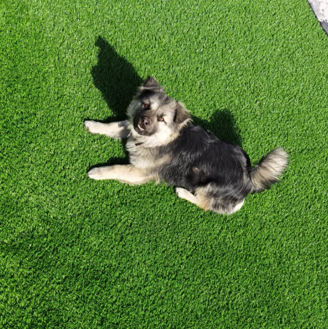 
Wholesale Cheap garden artificial carpet grass lawn landscape grass for sale decorative artificial turf 