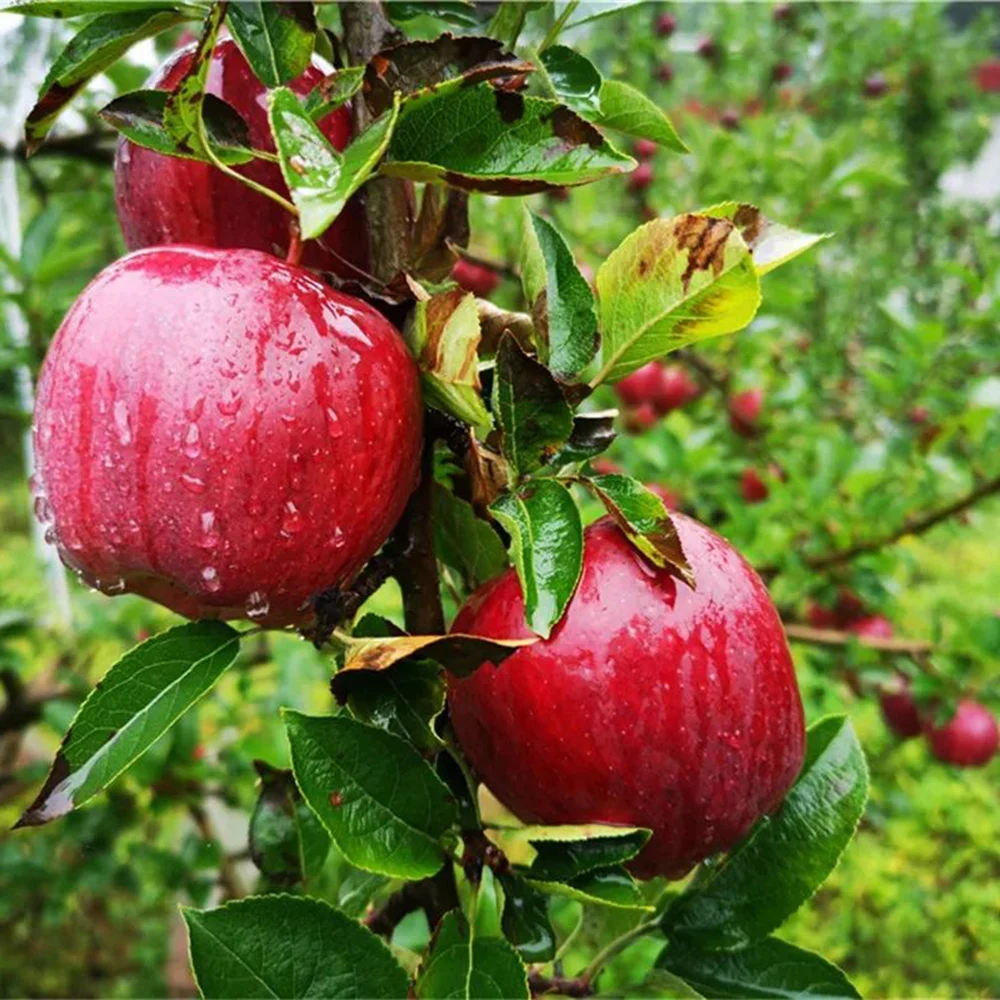 China Low Pesticide Residues Fresh Fruits Red Fuji Apple Huaniu Apple