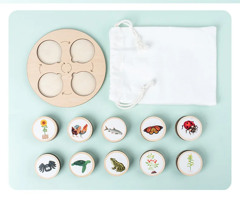 2024 Hot Sale Simulation Insect Animal Model Wooden Toy Zoology Biology Animal Life Growth Cycle Wooden Life Cycle Tray