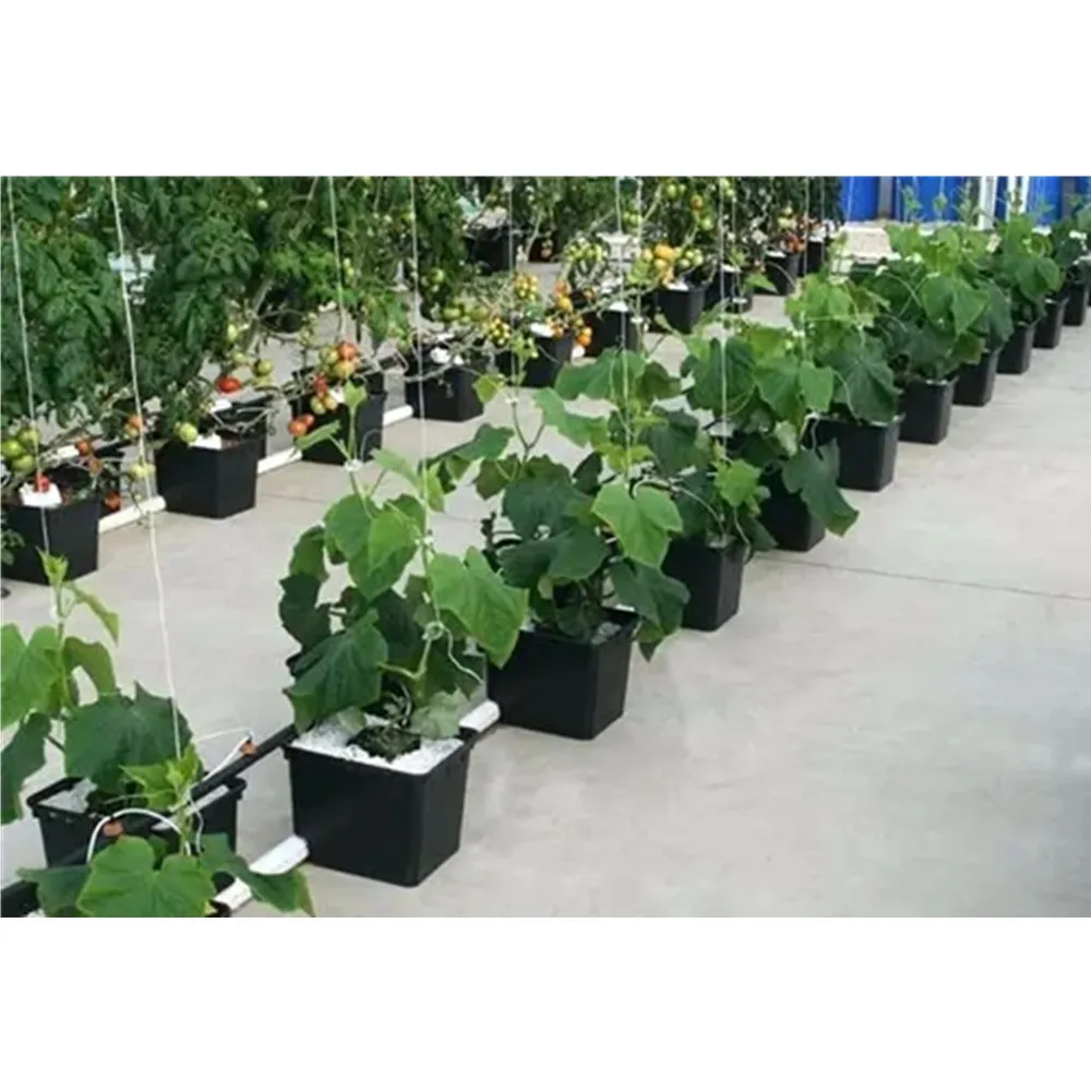 Searea Hydroponic Dutch Bucket System for growing vegetable in greenhouse Aquaponics Growing System