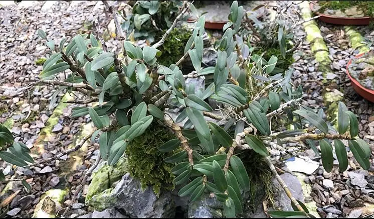 Latest Design Eco-Friendly Natural Shi Hu Dendrobii Extract Powder