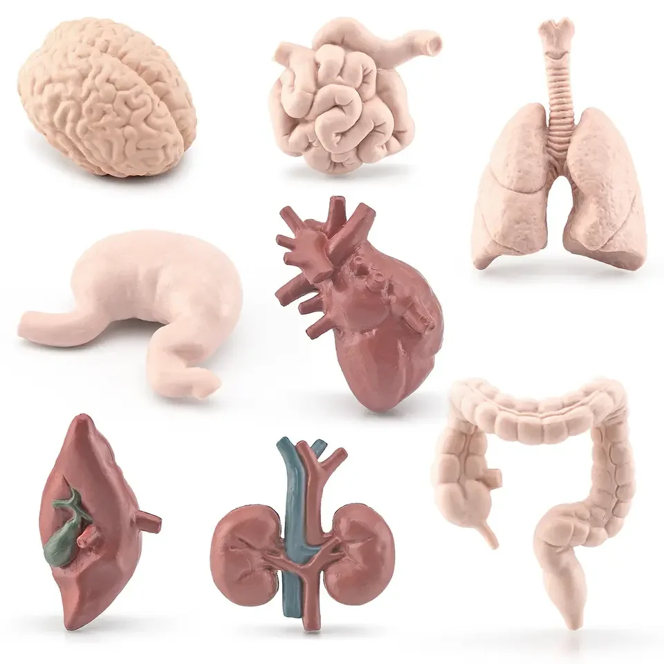 Human  Body Internal Organs Toy For School Children Human Biology Education Teaching Toy