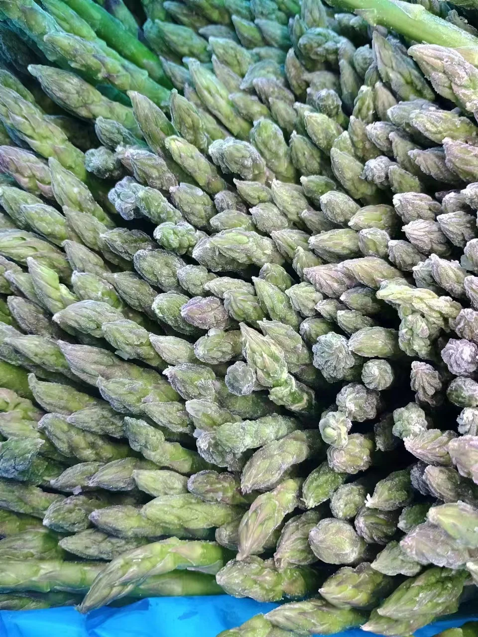 China High Quality Fresh Vegetables Frozen Asparagus Price