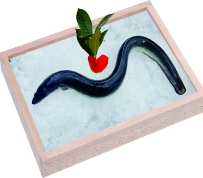frozen Gutting Eel farmed eel Anguilla japonica  anguilla rostrata  frozen eel fillet