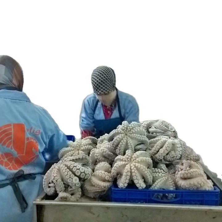 
Hot Selling High Quality frozen octopus for sale from Morocco 