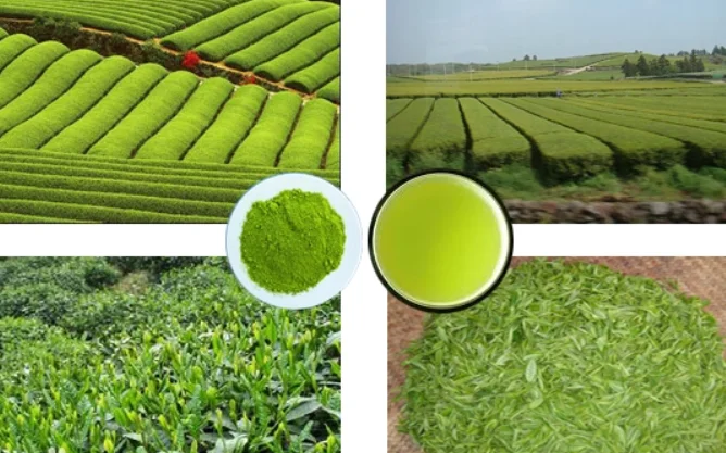Chinese matcha powder green tea extract high quality in multi specification for sale
