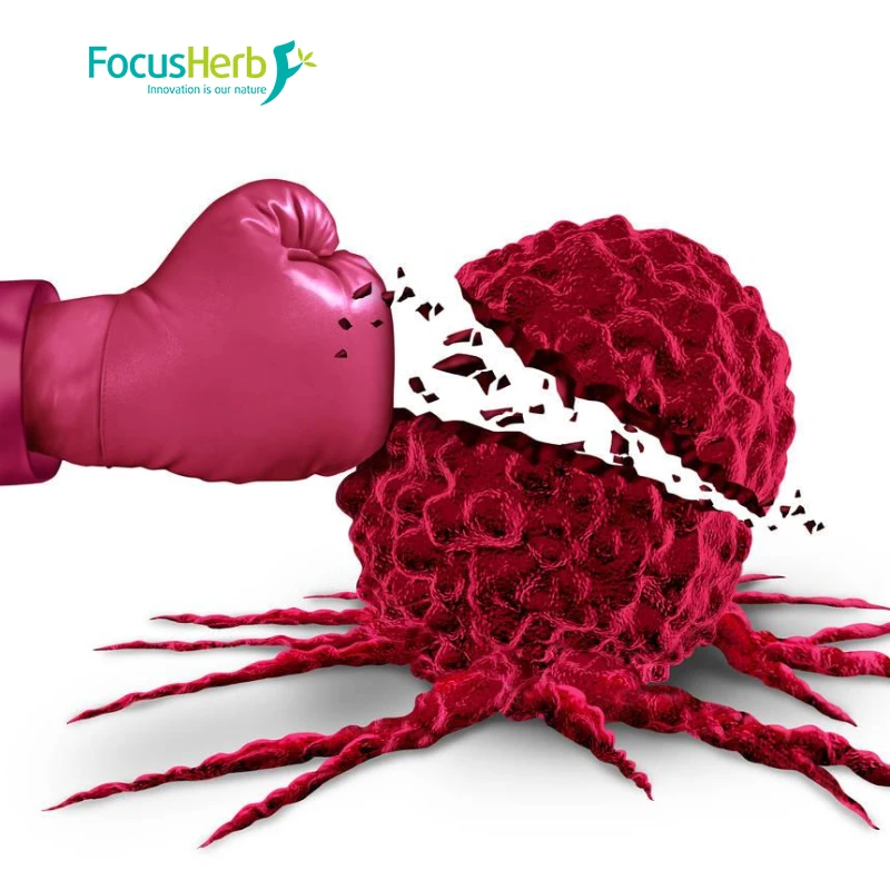 
FocusHerb Natural S-allyl-cystine Fermented Black Garlic Extract Powder 