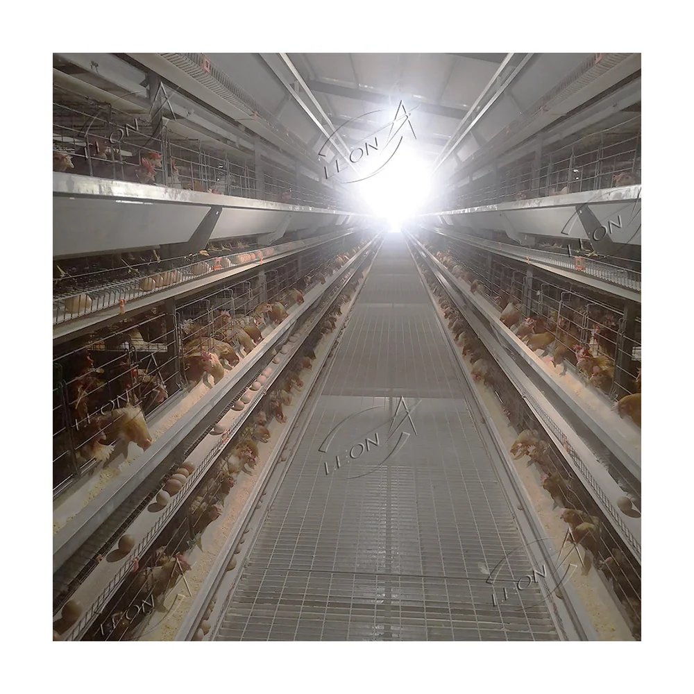 Uganda Poultry Farm Automatic Wire Mesh Chicken Layer Cage System Egg Collection Machine Poultry Outdoor For Sale In Philippines