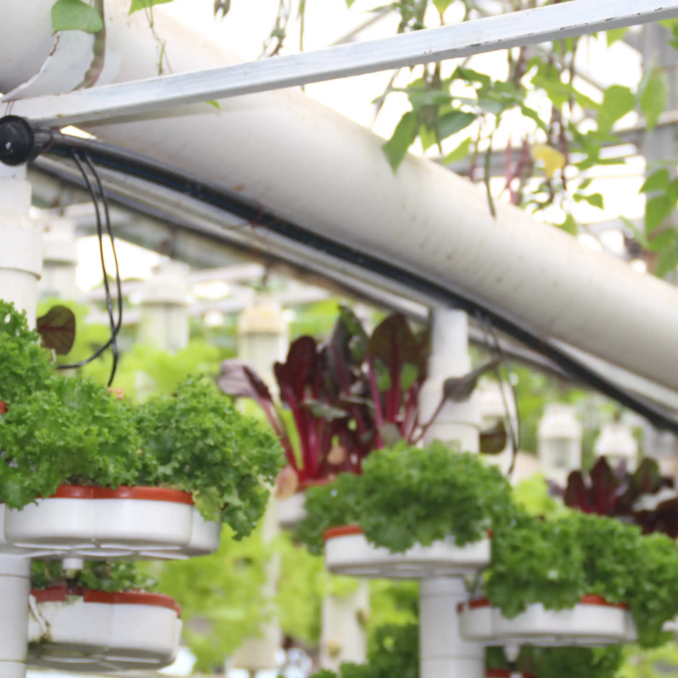 Dutch Barrel Drip Irrigation Planting Balcony Planting Soilless Equipment Tomato Strawberry Pvc Cultivation