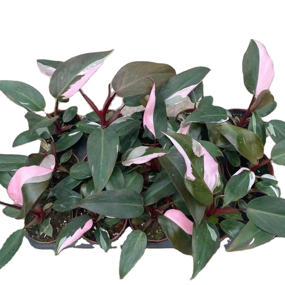 Розовая Принцесса Philodendron