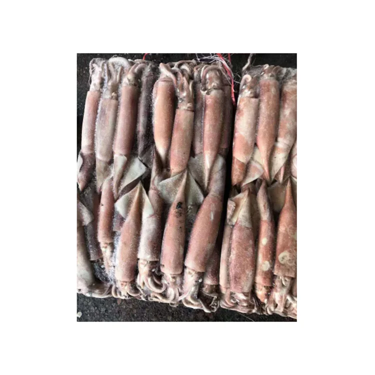 Best Selling Durable Using Frozen Squid Whole Distributors For Sale
