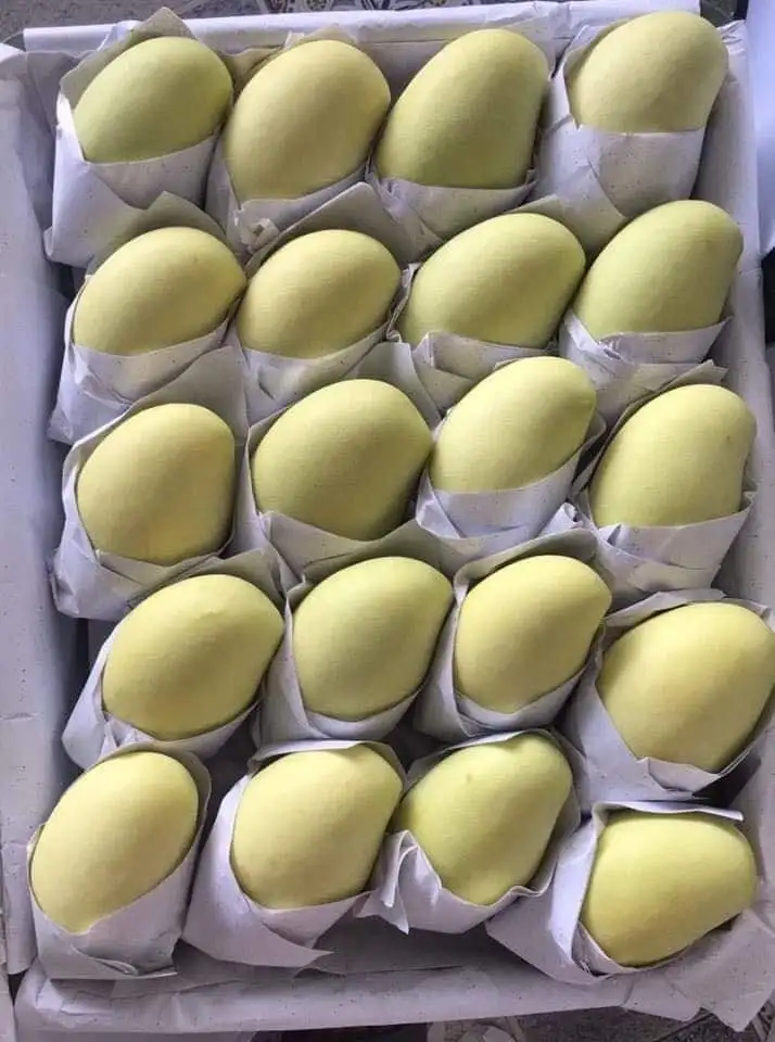 Cat Chu Mango Fresh Fruit Best Price For Export Low MOQ Top Quality Brand Manufacturer Wholesaler Custom Logo Package